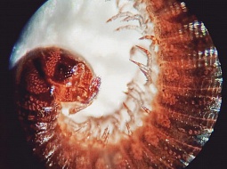 ��������� "�����" �������� ����������� "������ �����"