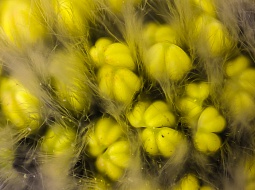 ��������� "�����" �������� ����������� "������ �����"