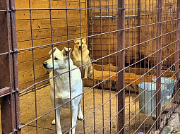 ����� ���� �����, ��� ������ ����, ���� � �������� ��� �������...