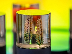 ������� ������� ������ ����������� ���������� �� ��������-������ ��������