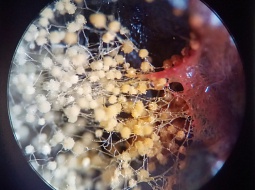 ��������� "�����" �������� ����������� "������ �����"