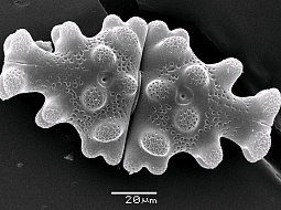 ��������� "�����" �������� ����������� "������ �����"