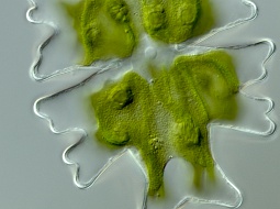 ��������� "�����" �������� ����������� "������ �����"