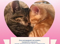 �� � ������ �� ���, ���� ��������� 